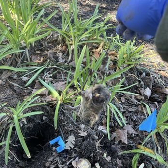 Pachecos Gopher Control - Pest Control Near Me Pachecos Gopher Control - Pest Control Near Me