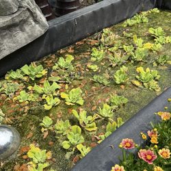 Meder's Garden Center - Water lettuce. I've never tried this in my Koi pond but it looked fantastic.
