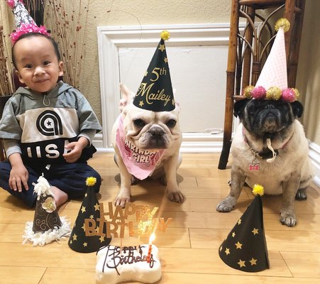 gussied up dog boutique