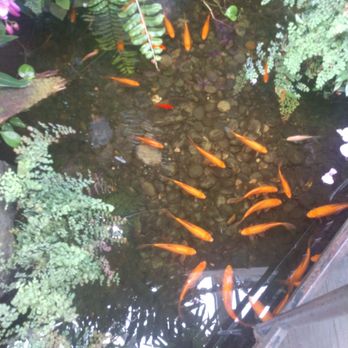 San Antonio Botanical Garden - Goldfish pond - Botanical Gardens Near Me - San Antonio, Texas