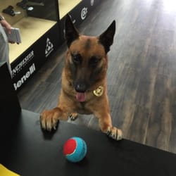 Sparks Black Rifle - K9 friendly too!