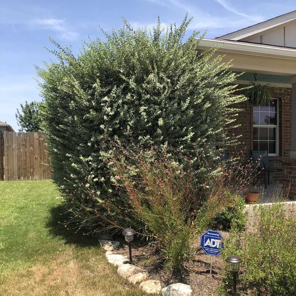 Liberty Lawn Care - Before - Landscaping Near Me