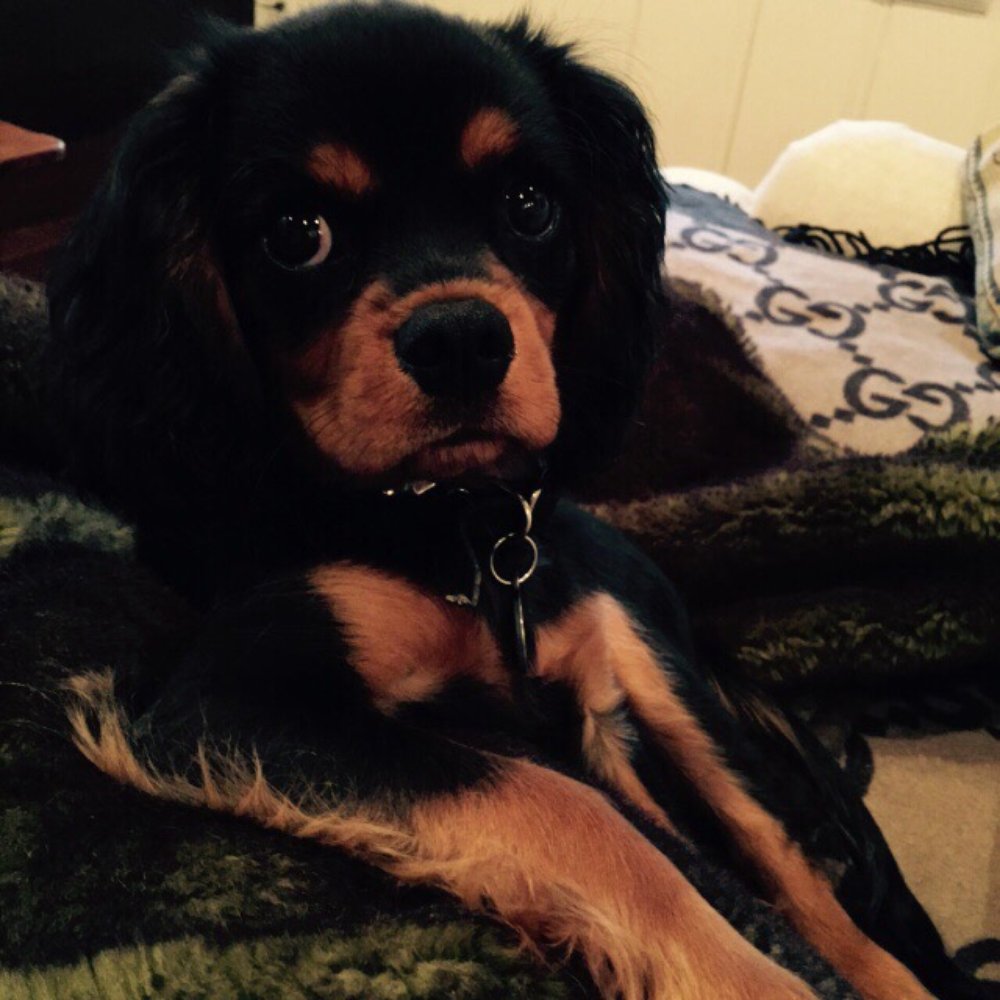Hurricane Cavaliers - My vito (formally Mateo) - Pet Services Near Me Hurricane Cavaliers - My vito (formally Mateo) - Pet Services Near Me