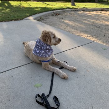 SoCal Dog Training - Even with distractions everywhere, she is able to stay calm and in her place command. - Pet Training Near Me - Newport Beach, California SoCal Dog Training - Even with distractions everywhere, she is able to stay calm and in her place command. - Pet Training Near Me - Newport Beach, California