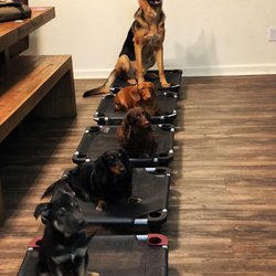 Best Puppy Classes Near Me April 2020 Find Nearby Puppy Classes