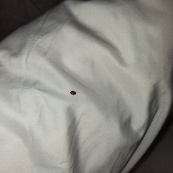 Quality Inn - This is a picture of a bed bug that was found in room 211. - Hotels Near Me - Dry Ridge, Kentucky Quality Inn - This is a picture of a bed bug that was found in room 211. - Hotels Near Me - Dry Ridge, Kentucky