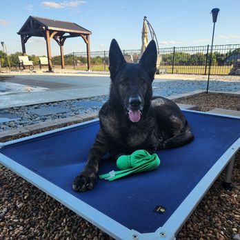 Ears Up K9 Training - Settle - Pet Training Near Me - Anna, Texas Ears Up K9 Training - Settle - Pet Training Near Me - Anna, Texas