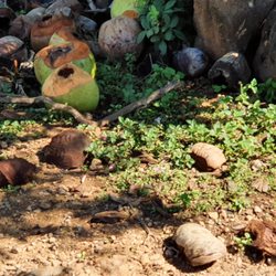 Koloa Fruit Stand - Coconuts!