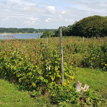 Obsthof Gut Stubbe - Schlei and berry fields - Fruits & Veggies Near Me - Rieseby, SH