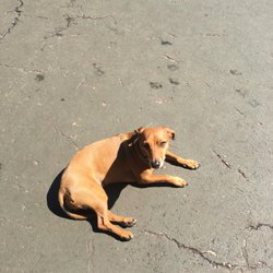 Carleton Court Dog Park - Sun bathing beauty