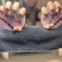 Photo of Fierce Talons