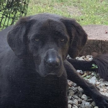 The Green K9 - Better pic of where hair was rubbed off. - Pet Stores Near Me - Mt Dora, Florida