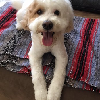 Doggie Scrub & Styles - Pet Groomers Near Me Doggie Scrub & Styles - Pet Groomers Near Me