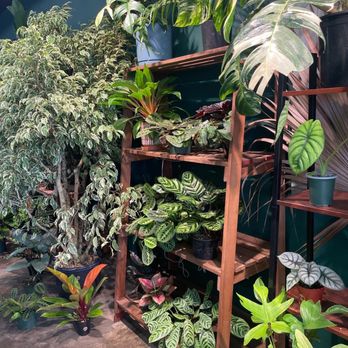 Plantoem - Adorable - Cafes Near Me - Honolulu, Hawaii