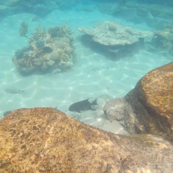 Discovery Cove - Amusement Parks Near Me - Orlando, Florida