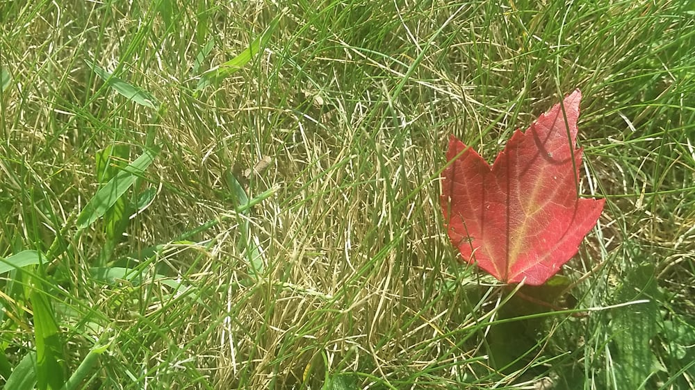 BULLARD PARK Updated September 2024 East Ave, Albion, New York