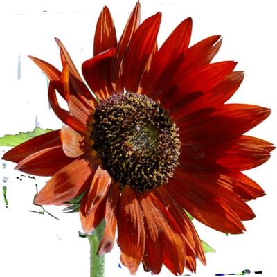 Santa Fe Botanical Garden by null