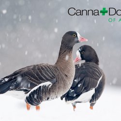 Canna Doctors of America