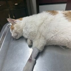 Magnolia Veterinary Hospital - Rusty at local vet
