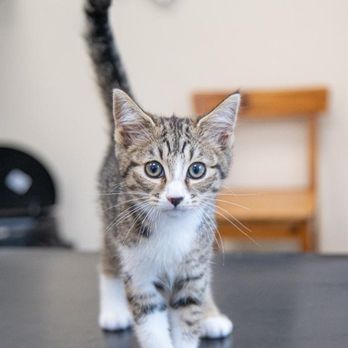ABBEYCROFT VETERINARY CENTRE - Veterinarians Near Me - Northwich, CHW