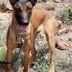 Desert Drug Dog