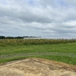 Hillcrest Orchards - Sunflower field