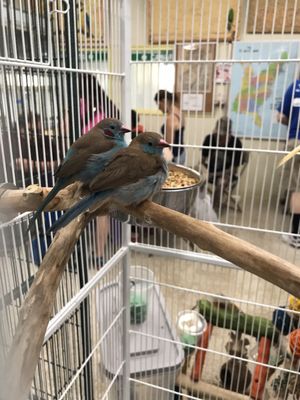 Bird Paradise by null