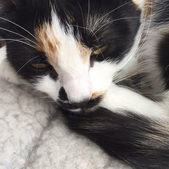 Mauhaus - She is one of the sweetest and prettiest kitties there. - Themed Cafes Near Me - Maplewood, Missouri Mauhaus - She is one of the sweetest and prettiest kitties there. - Themed Cafes Near Me - Maplewood, Missouri