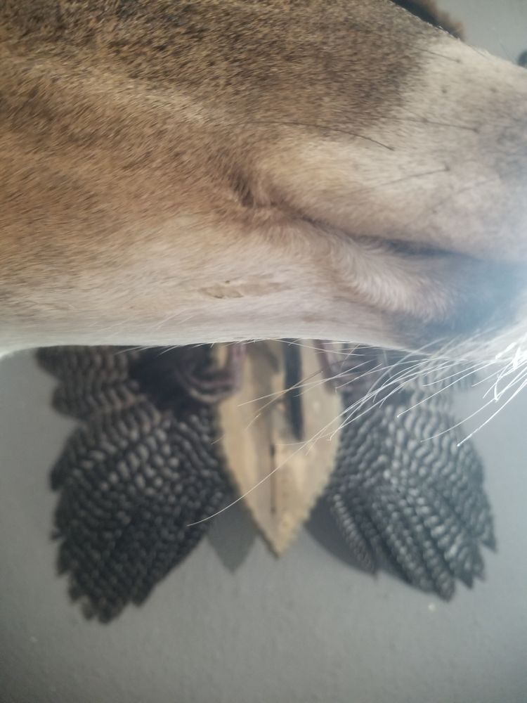 Wild Woods Taxidermy - taxidermy in Davenport, IA