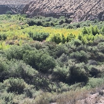 Sbarro Littlefield - September 10th 2025 fall is in the air Littlefield Arizona - Italian Near Me - Littlefield, Arizona Sbarro Littlefield - September 10th 2025 fall is in the air Littlefield Arizona - Italian Near Me - Littlefield, Arizona
