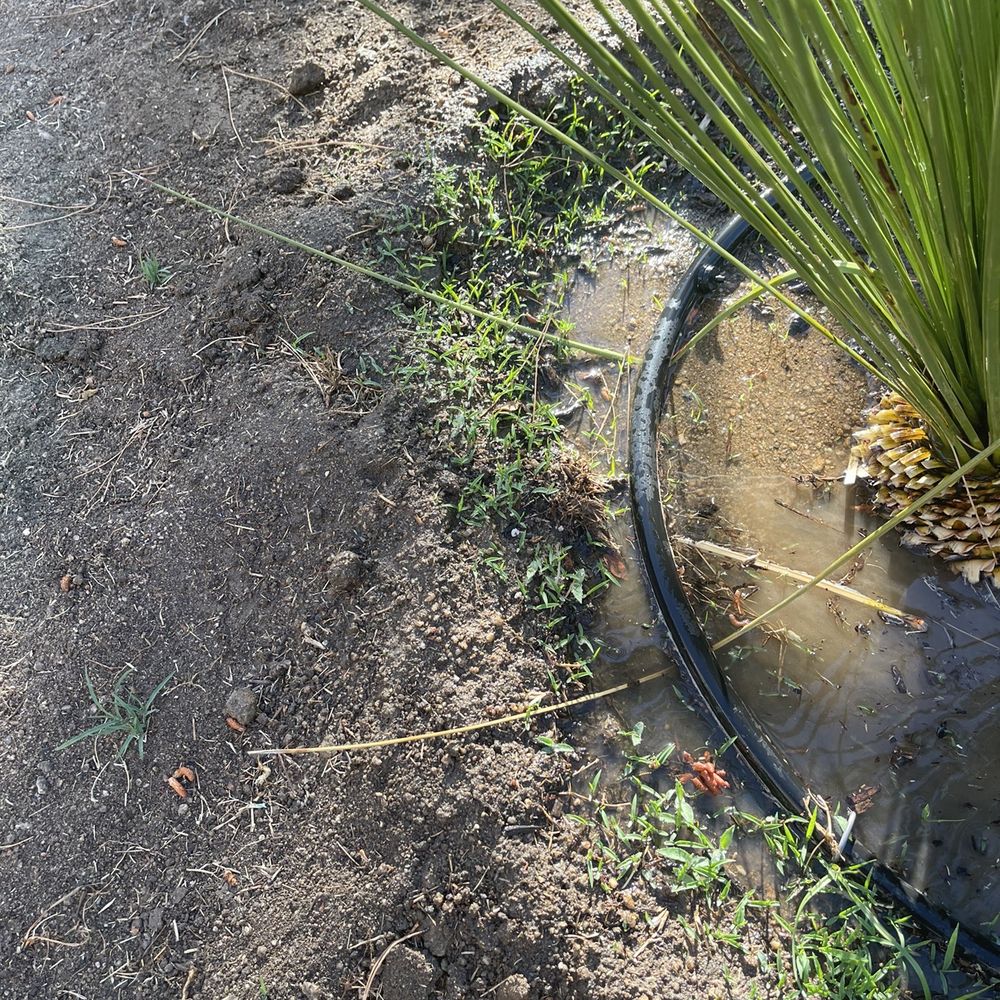 Back To Eden Landscapes - Lawn was "sprayed" to kill grass and weeds but they are already growing back. - Landscaping Near Me Back To Eden Landscapes - Lawn was "sprayed" to kill grass and weeds but they are already growing back. - Landscaping Near Me