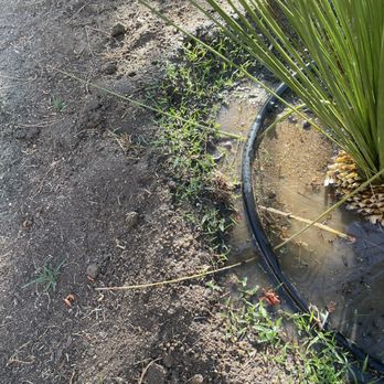 Back To Eden Landscapes - Lawn was "sprayed" to kill grass and weeds but they are already growing back. - Landscaping Near Me