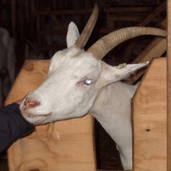 Betriebsgemeinschaft Gut Adolphshof - Ziegenparadies