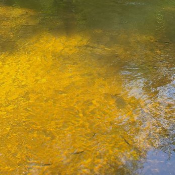 Turkey Creek Park - Baby fish everywhere - Parks Near Me - Niceville, Florida Turkey Creek Park - Baby fish everywhere - Parks Near Me - Niceville, Florida