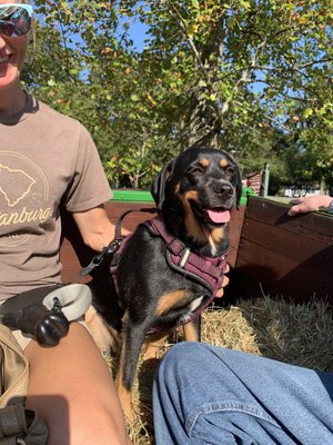 Fat Ass Heifer Cidery by null