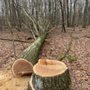 Ant's Tree Service