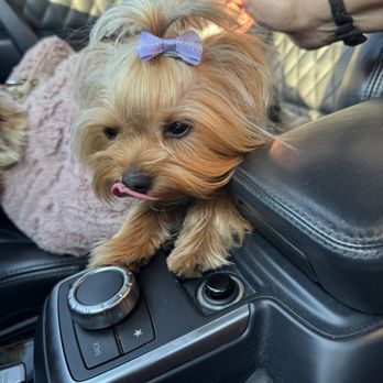 Magic Groomer - Pet Sitting Near Me - Arcadia, California