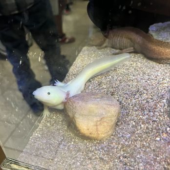 Phoenix Herpetological Society - Community Service/Non-Profit Near Me