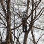 Photo of  Eliseo Family Tree Services