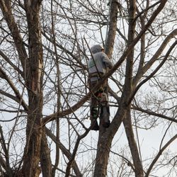 Eliseo Family Tree Services - High in the air!