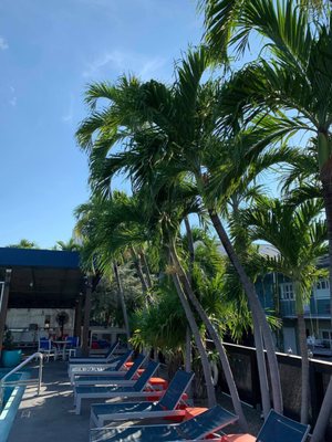 BLUE MARLIN MOTEL - 65 Photos & 61 Reviews - 1320 Simonton St, Key West