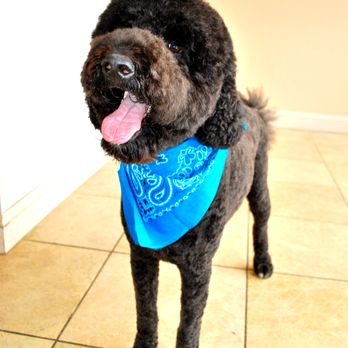 Dogs Will Play - Happy Rocky after haircut and Spa - Pet Groomers Near Me - Concord, California Dogs Will Play - Happy Rocky after haircut and Spa - Pet Groomers Near Me - Concord, California