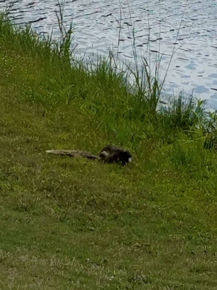 COUNTRY CLUB OF BREWTON Updated August 2024 700 Country Club Dr