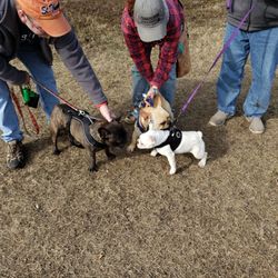 Remy's Dog park - Frenchie meet up