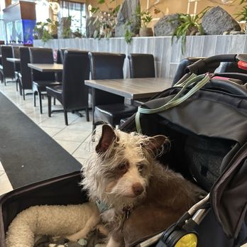 Jenny Pho - Our dog in her stroller just laying down as she is hypoallergenic and they've let us in with her numerous times until today!!! - Vietnamese Near Me - Issaquah, Washington