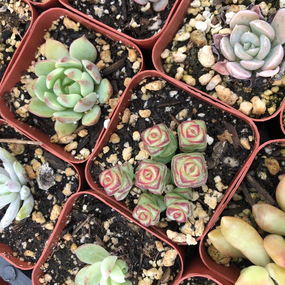 Rojas Succulents and Cacti - Nurseries & Gardening Near Me - Fallbrook, California Rojas Succulents and Cacti - Nurseries & Gardening Near Me - Fallbrook, California