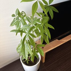 Armstrong Garden Centers - Money tree after they diagnosed it and helped me heal it