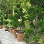 Photo of Plants Le Bacle Horticultural Design