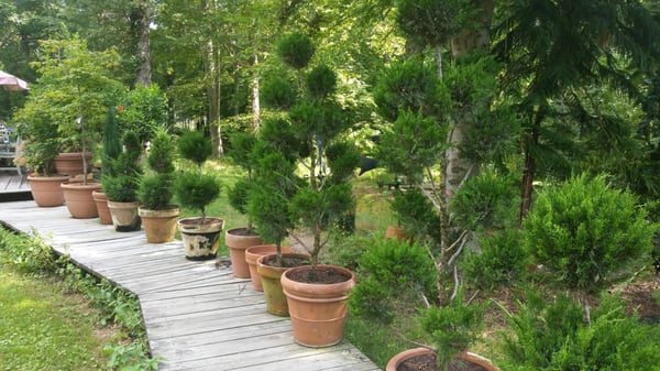 Plants Le Bacle Horticultural Design