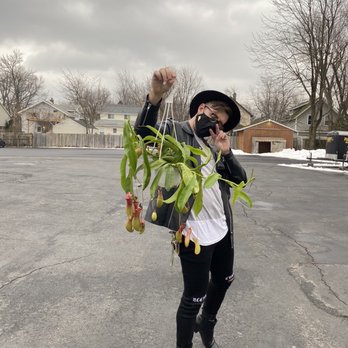 Life is Succulent - Pitcher Plants ftw - Nurseries & Gardening Near Me - Buffalo, New York Life is Succulent - Pitcher Plants ftw - Nurseries & Gardening Near Me - Buffalo, New York